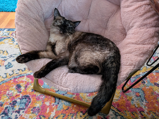 Cat in chair